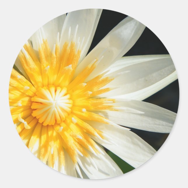 Adesivo Senhorita Luz do sol (Frente)