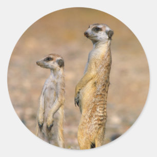 Adesivo Sentinelas do Meerkat (Suricata Suricatta), Karas