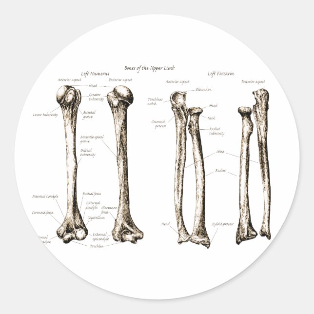 Adesivo Sépia do Limite Superior (Frente)