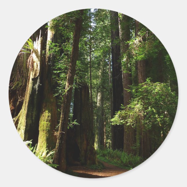 Adesivo Sequóias e Samambaias no Parque Nacional das Sequó (Frente)