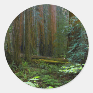 Adesivo Sequóias em Muir Woods National Park