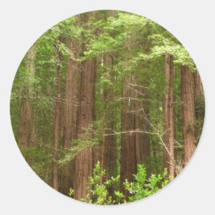 Adesivo Sequoias Vermelhas no Monumento Nacional de Muir W