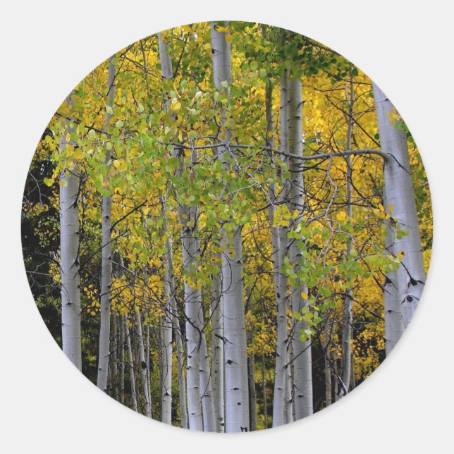 Adesivo Serenidade no Aspen Dourado e Verde (Frente)