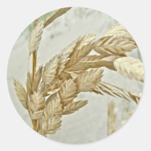 Adesivo Série exterior do NC dos bancos da aveia do mar