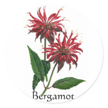 Série Herb Garden - Bergamot