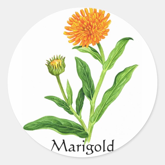 Adesivo Série Herb Garden - Marigold (Frente)