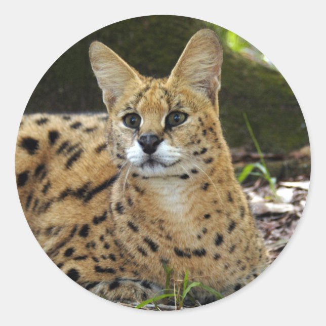 Adesivo serval 015 (Frente)