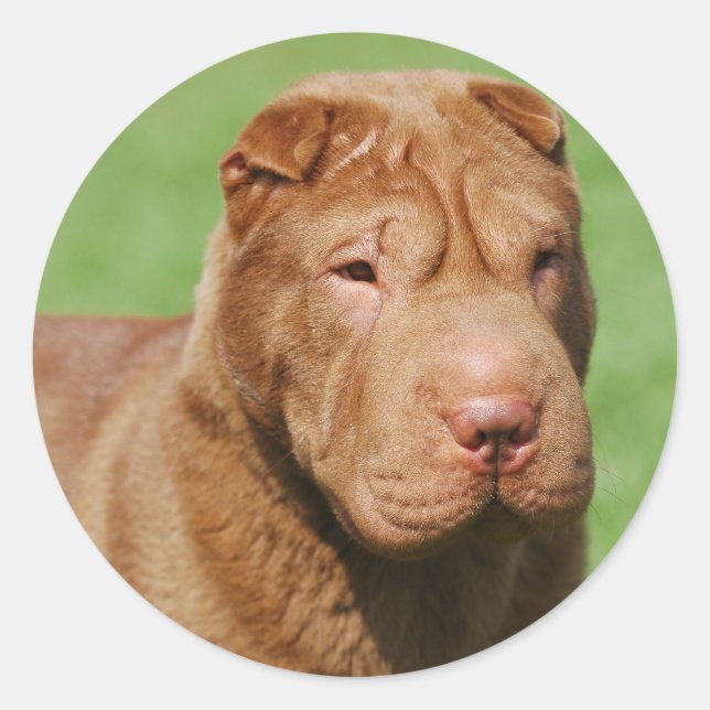 Adesivo Shar Pei (Frente)