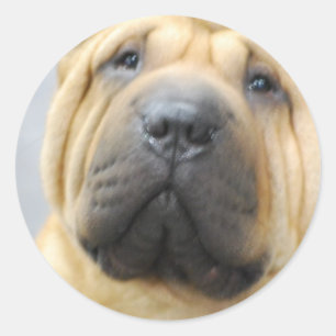 Adesivo Shar Pei com Sticks Winkles