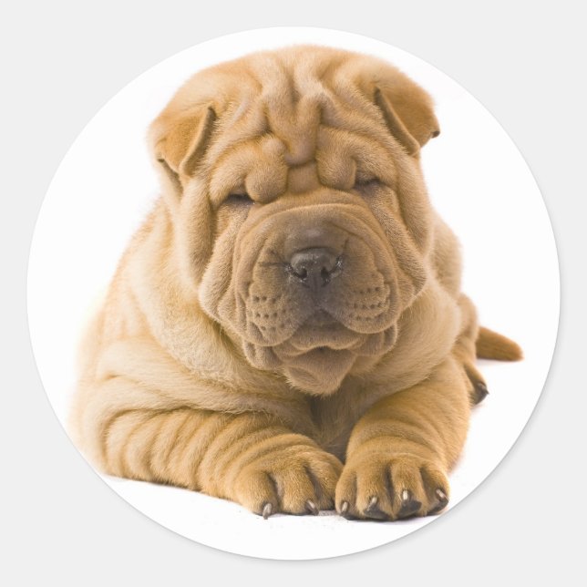 Adesivo Shar Pei Puppy Dog Sticker / Selos (Frente)