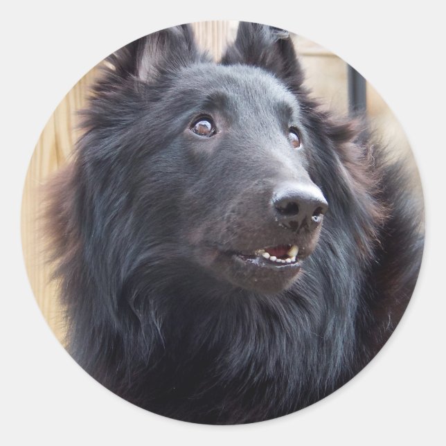 Adesivo Sheepdog belga (Frente)