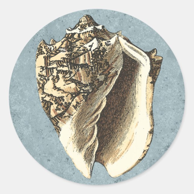 Adesivo Shell Conch Stonewash (Frente)