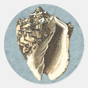 Adesivo Shell de Conch com Lavagem