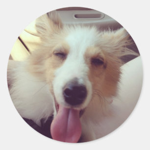 Adesivo Sheltie Sticker