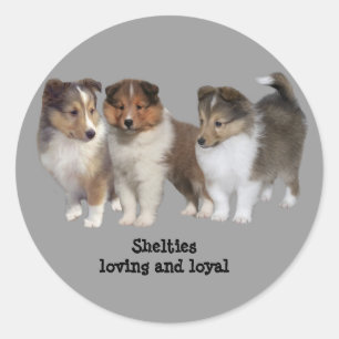 Adesivo Sheltie Sticker