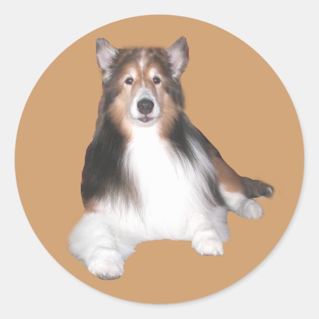 Adesivo Sheltie Sticker (Frente)