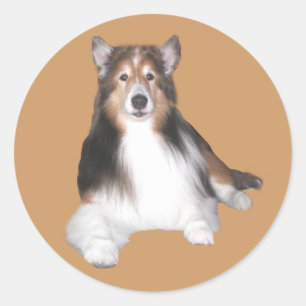 Adesivo Sheltie Sticker