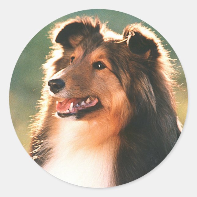 Adesivo Sheltie Sticker (Frente)