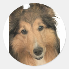 Adesivo Sheltie Stickers