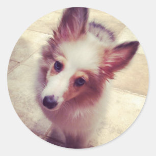 Adesivo Sheltie Stickers