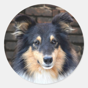 Adesivo Sheltie Tricolor enfrenta