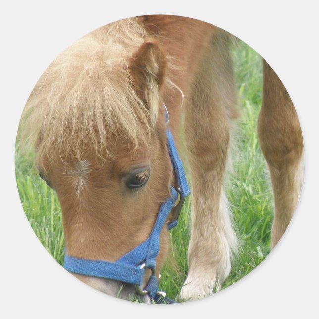 Adesivo Shetland Pony Stickers (Frente)