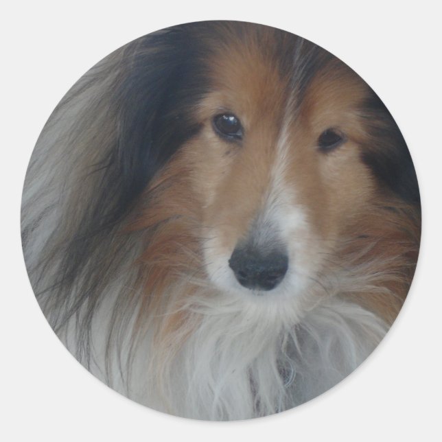 Adesivo Shetland Sheepdog Stickers (Frente)