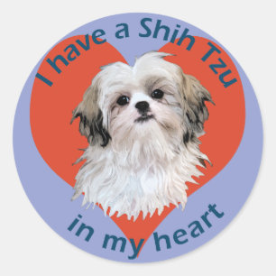 Adesivo Shi Tzu em meu coração
