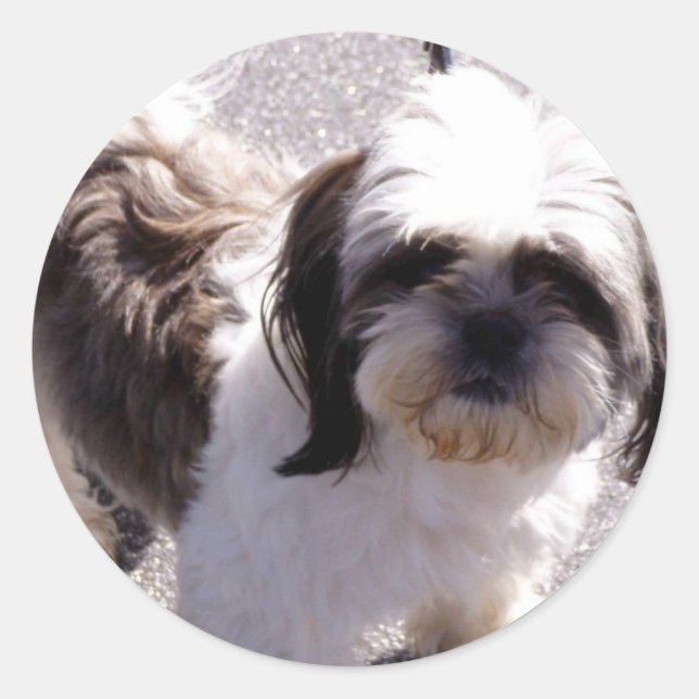 Adesivo Shih Tsu Puppy Stickers (Frente)