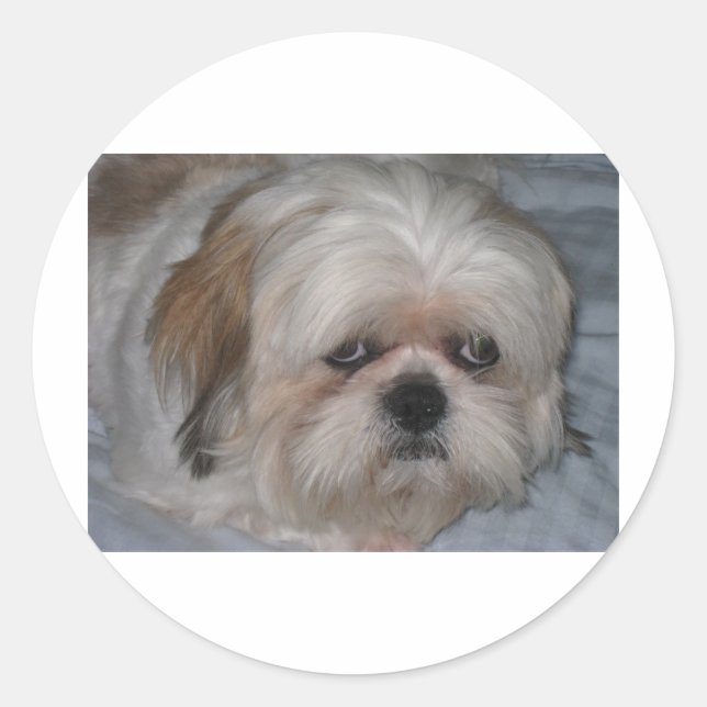 Adesivo Shih Tzu (Frente)