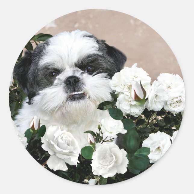 Adesivo Shih Tzu e rosas (Frente)