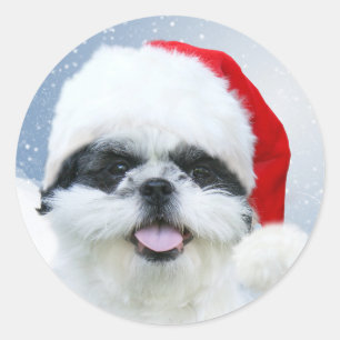 Adesivo Shih Tzu em Papai Noel
