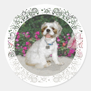 Adesivo Shih Tzu em um Jardim