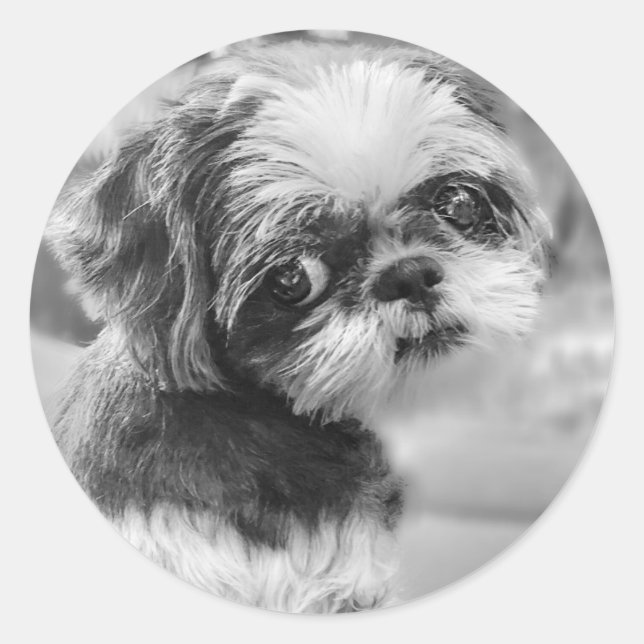 Adesivo Shih Tzu Girl Black and White Stickers (Frente)