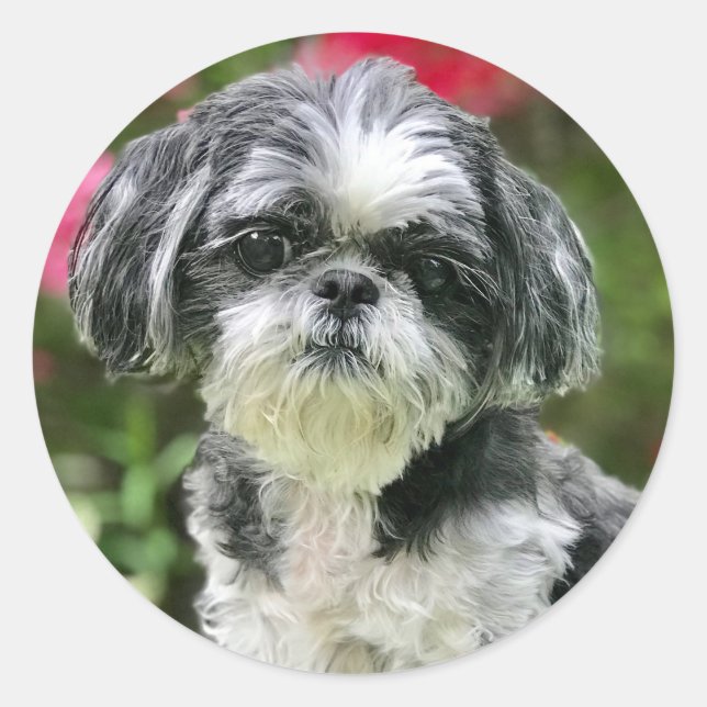 Adesivo Shih Tzu Girl Stickers (Frente)