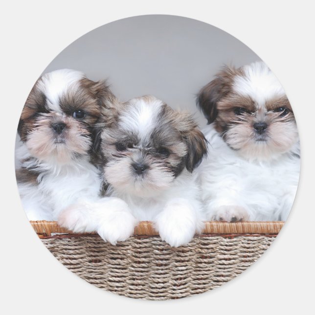 Adesivo Shih Tzu puppies (Frente)