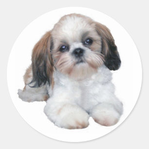 Adesivo Shih Tzu Sticker