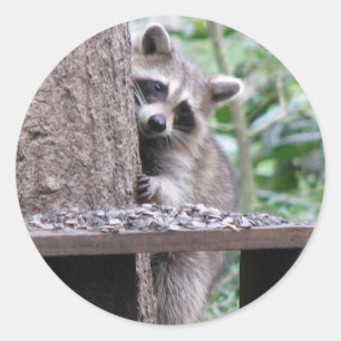 Adesivo Shy Raccoon Sticker