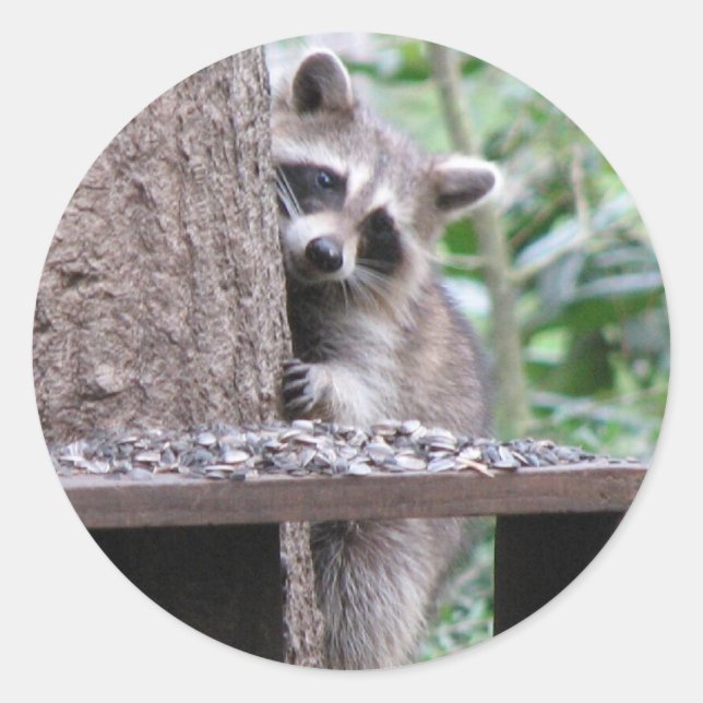 Adesivo Shy Raccoon Sticker (Frente)