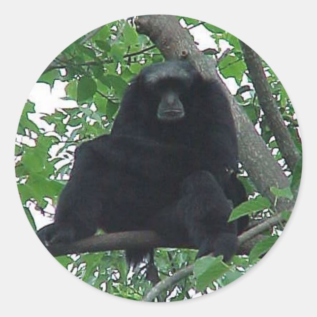 Adesivo Siamang Gibbon (Frente)