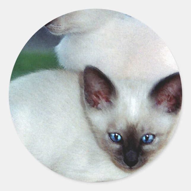 Adesivo Siamese Kittens Sticker (Frente)