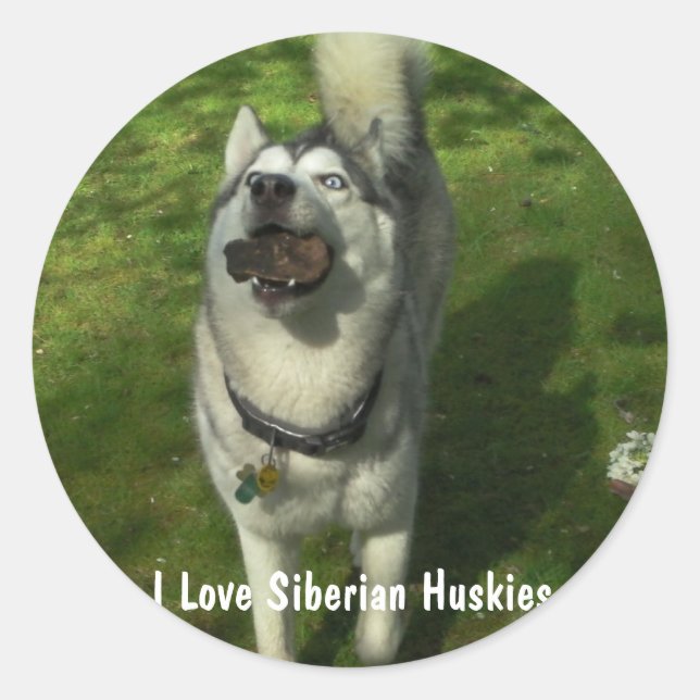 Adesivo Siberian Husky Stickers (Frente)