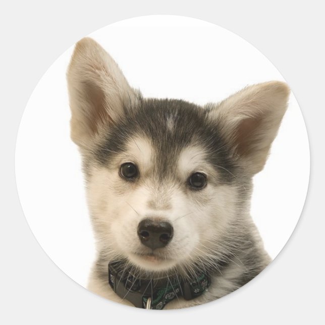 Adesivo Siberian Husky Stickers (Frente)