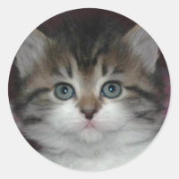 Siberian Tabby/White Kitten