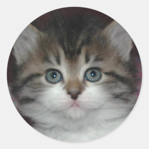 Adesivo Siberian Tabby/White Kitten