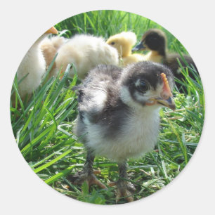 Adesivo Siga o líder