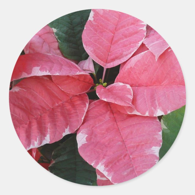 Adesivo Silver Star Marble Poinsettias Feriado Rosa Floral (Frente)
