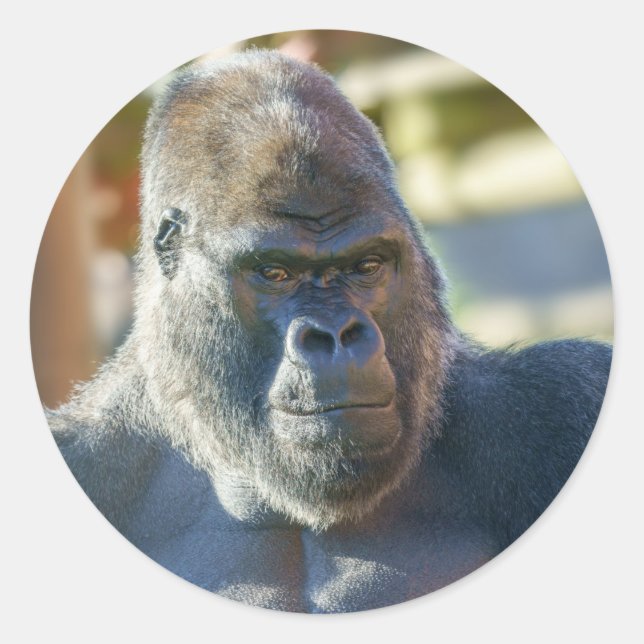 Adesivo Silverback em greve (Frente)