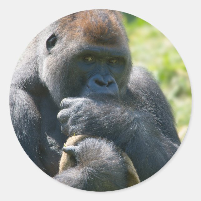 Adesivo Silverback Gorilla E Seu Banheira (Frente)