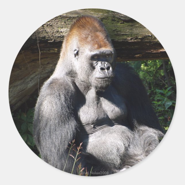 Adesivo Silverback Sticker (Frente)